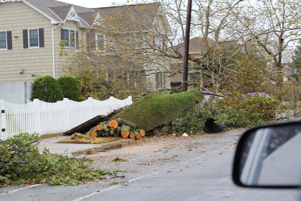 Large tree fallen against a house after a storm
