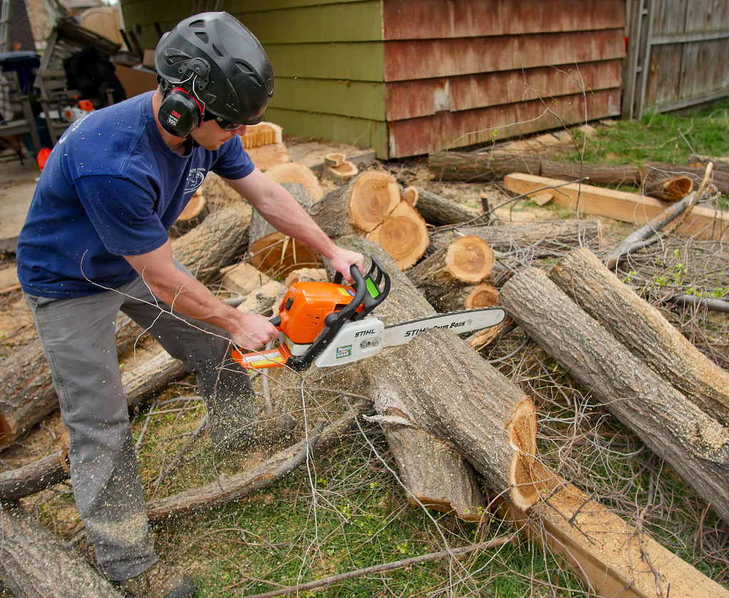 Tree worker cutting sections of a large tree trunk with a chainsaw